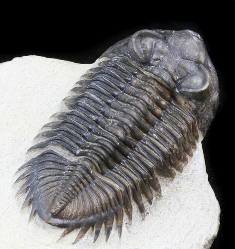 Large Bug-Eyed Coltraneia Trilobite - #31037